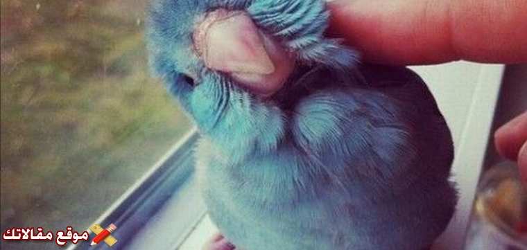 عبارات عن الرفق بالحيوان والانسان أقوى عبارات عن الرفق واللين 2025