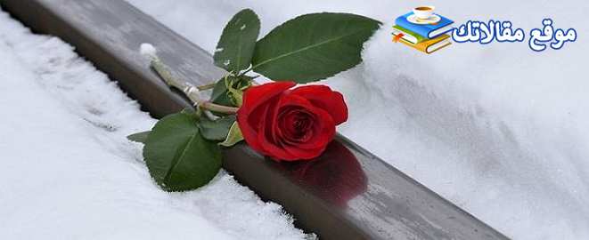 عبارات مضحكة عن عيد الحب أجمل نكت مضحكة عن عيد الحب 2025