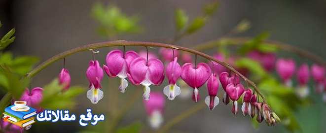 عبارات صباح الخير للاصدقاء وللحبيب أقوى عبارات صباح الخير قصيرة 2025