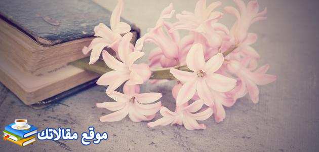 قصيدة عن حرب 6 أكتوبر مكتوبة أجمل قصيدة عن 6 أكتوبر بالعامية 2025