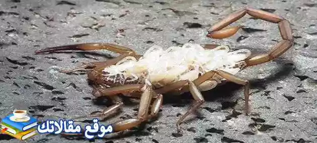 نقاط ضعف رجل برج السرطان وكيفية التعامل مع رجل برج السرطان 2025